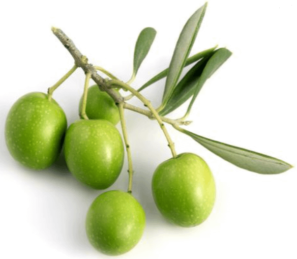 Olives sur une branche