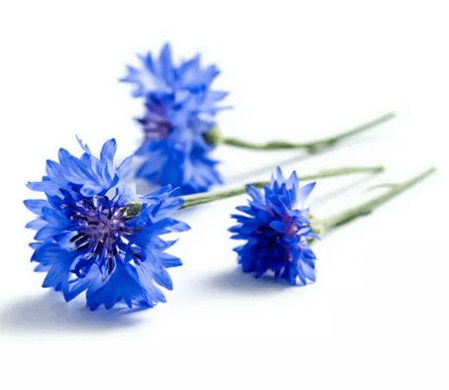 Eau de bleuet