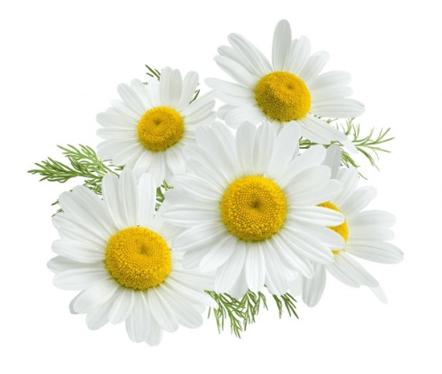 Camomille