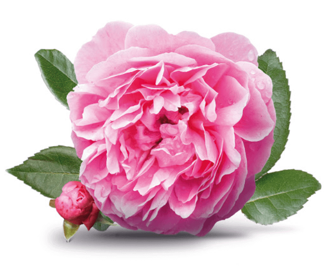 Eau de rose